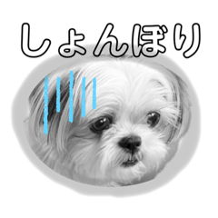 shiho_20220224082454