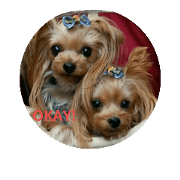 I love YORKIE