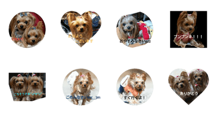 I love YORKIE