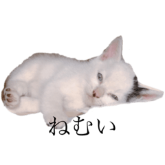 shiokosho_20220223222848