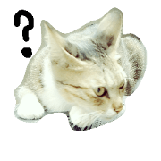 wild cat.