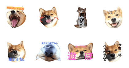 The Shibainu