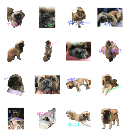 My cute dog!!