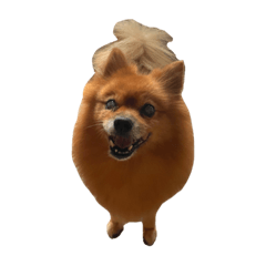 POPIMARU