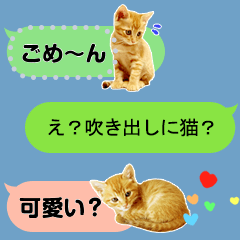 Cute tabby Cat Photo message Sticker