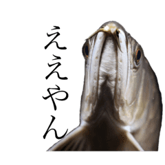 みんなの古代魚 熱帯魚 Line スタンプ Line Store みんなの古代魚 熱帯魚 Line スタンプ Line Store