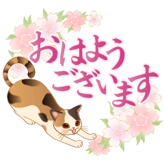 Adult cute Japanese cat honorific