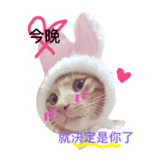 hello,cat!