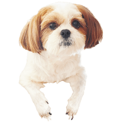 Shih Tzu maria's Sticker