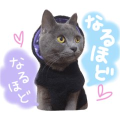 British short hair gray Cat MISAO 3