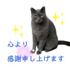 猫スタッフスタンプ　よく使う挨拶編 part2