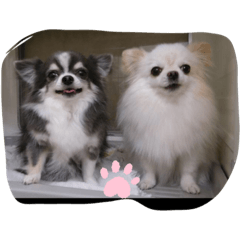 chihuahua noelandaqua