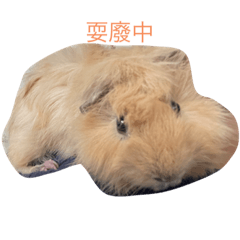 雪莉鼠寶