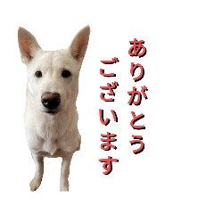 保護犬うめちゃん 日常で使えるスタンプ