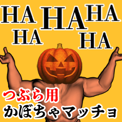 Tsubura Pumpkin macho