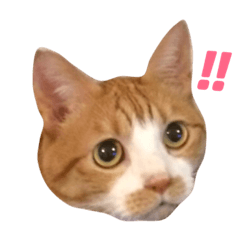 yamadake cats stamp