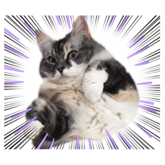 Rin cat