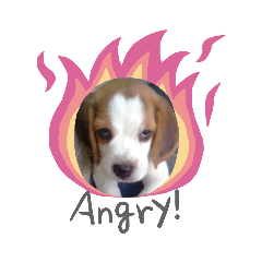 Beagle at home