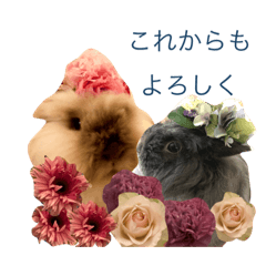 A rabbit and roses