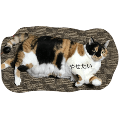 Free cat Mugi