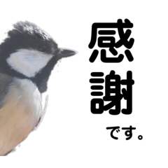 Birdtalk4