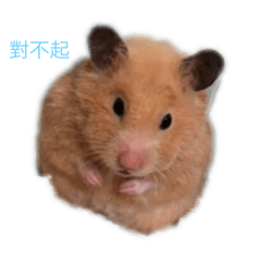 嘟嘟（黃金鼠）