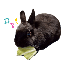 rabbit_20220225195609