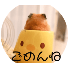 My sweet KingBear hamster
