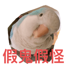 笨笨的日常生活