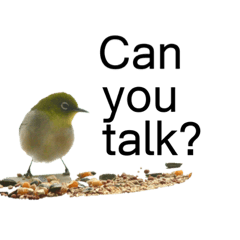 Birdtalk2