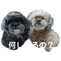 ringo_20220226004827