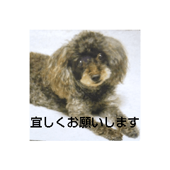 brown toypoodle