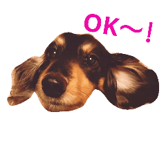 Daily life of a dachshund 2