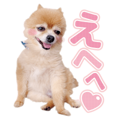 Pomeranian Koro-chan