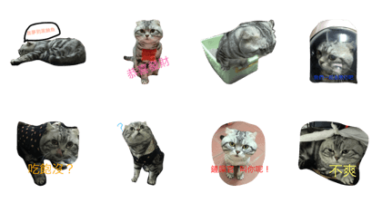 I'm  cat