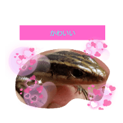 ankolopee_20220226222627