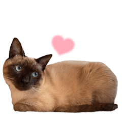 Sayuri_20220226230959