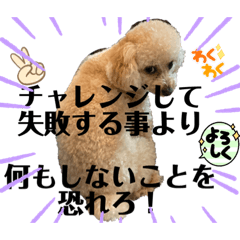 可能思考のトイプードル兄弟　仁と礼　3