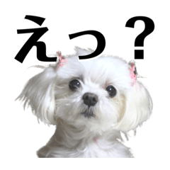 CHARMMY STAMP 1.0