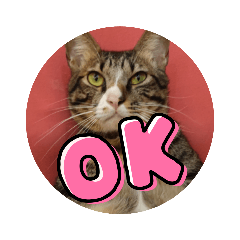 MeowWoofMeow