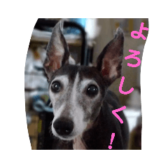 Cherry_20220227153954