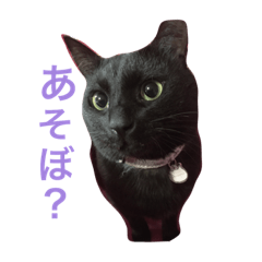 BLACK CAT (Ku-)