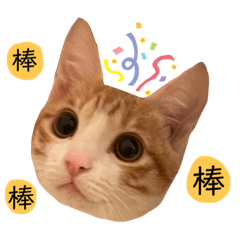 超實用系列-憨吉貓