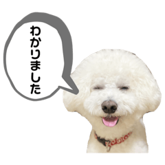 akari_20220227183713