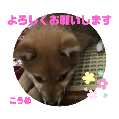 こうめたん　柴犬