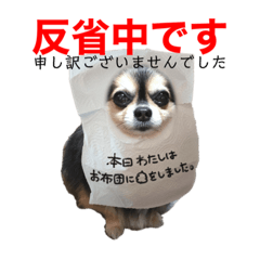 NO DOG NO LIFE  --Chihuahua friend--