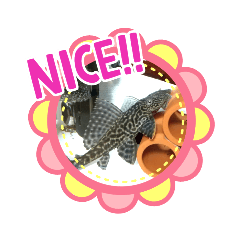 hikari_20220228050512