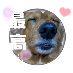 miniaturedachshund sticker2