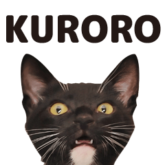white black cat kuroro