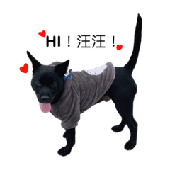 台灣土狗-可愛的嘟嘟